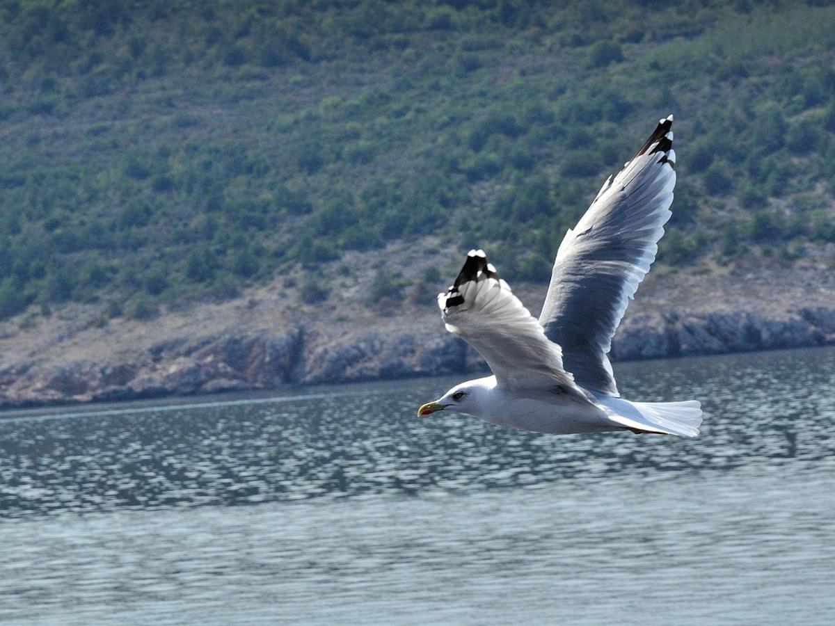Appartamento Paril Crikvenica Esterno foto